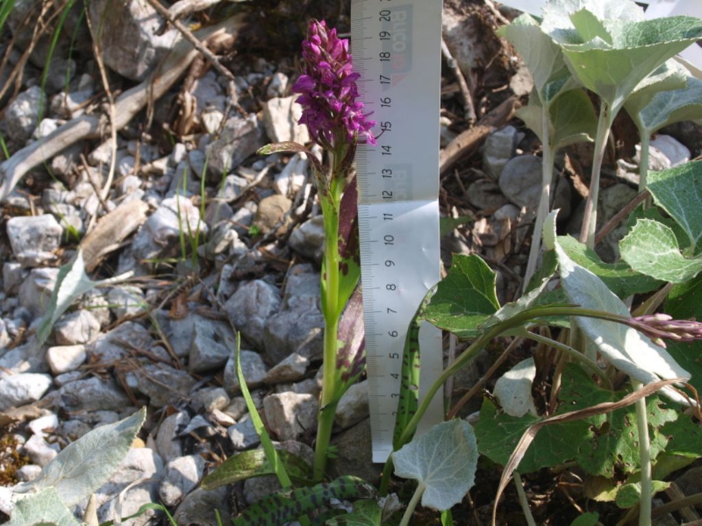 Quale Dactylorhiza?